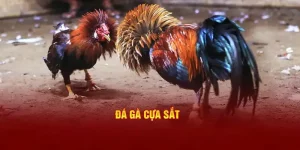 đá gà cựa sắt