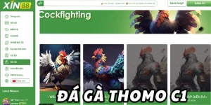 đá gà thomo c1